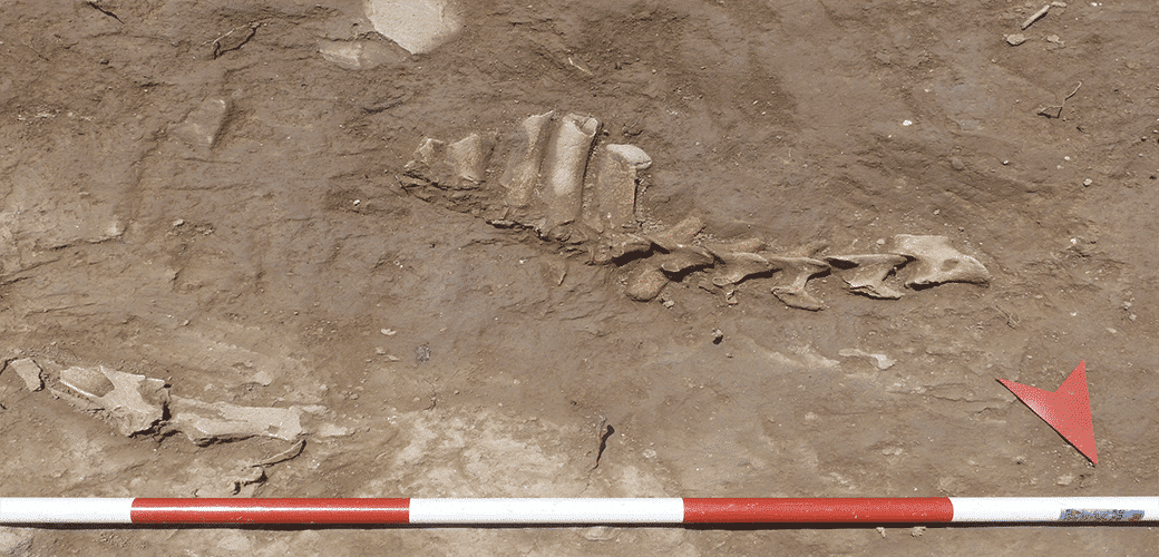 Articulated animal remains located under the ruins of the northern room